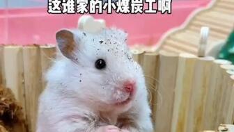 老鼠吃瓜的声音,一场别开生面的瓜果盛宴