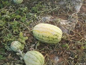 湖汽吃瓜,揭秘娱乐圈背后的那些事儿