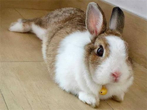 赛高兔吃瓜,揭秘娱乐圈那些不为人知的幕后故事