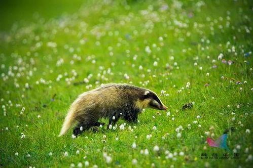 鲁迅吃瓜猹,揭示社会现实的讽刺寓言