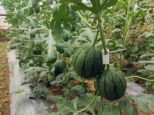 五一有瓜吃,瓜果飘香盛宴来袭！