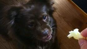 赶着吃瓜的狗子,趣味横生的日常生活瞬间