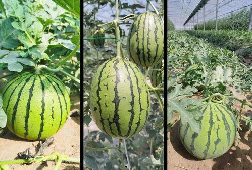 瓜甜剧情也甜吃瓜,甜蜜吃瓜之旅