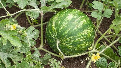 吃瓜用长瓜特效的,吃瓜新体验！