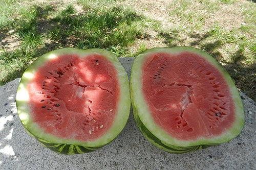 梦到自己在瓜地里吃瓜,瓜地寻味记