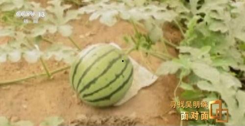 农科院吃瓜,探索瓜类种植的奥秘