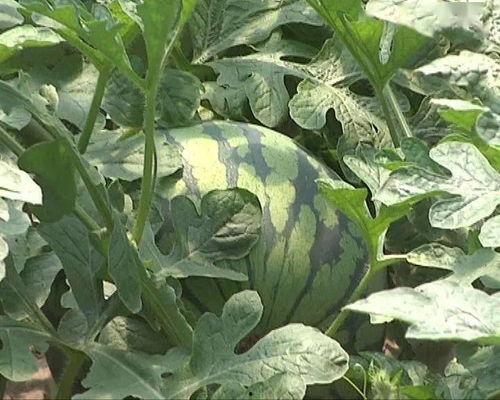 老沙吃瓜,揭秘娱乐圈那些不为人知的幕后故事