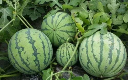 天台张保长吃瓜