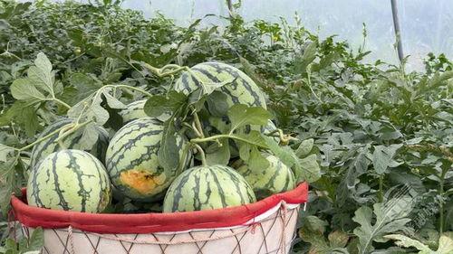 吃村里的瓜,一场别开生面的乡村瓜宴