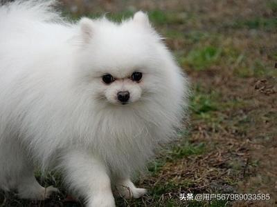 博美犬可以吃老瓜干吗,老瓜干适宜吗？