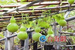 云浮可以吃葫芦瓜吗,云浮地区葫芦瓜的食用指南