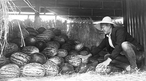 康县吃瓜群众事件,网络舆论下的社会现象解析