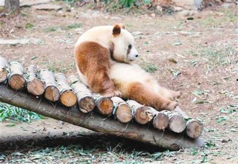 吃瓜基地7shdog,一场网络狂欢的幕后故事