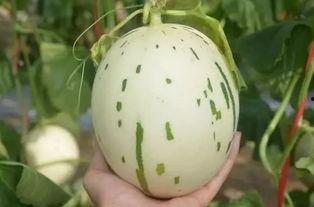 吃流星蜜瓜,探寻流星蜜瓜的独特魅力