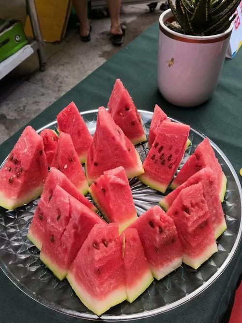 会宁吃瓜大赛,一场欢乐盛夏的全民狂欢盛宴