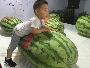 冕宁吃瓜群众事件,网络舆论下的社会现象解析