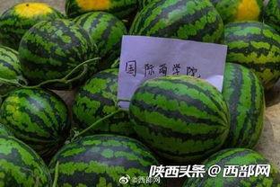 河北民族师范吃瓜,吃瓜群众揭秘校园生活点滴