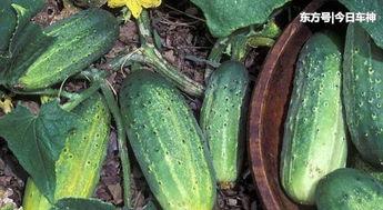 今日热门吃瓜,娱乐圈最新爆料大揭秘！