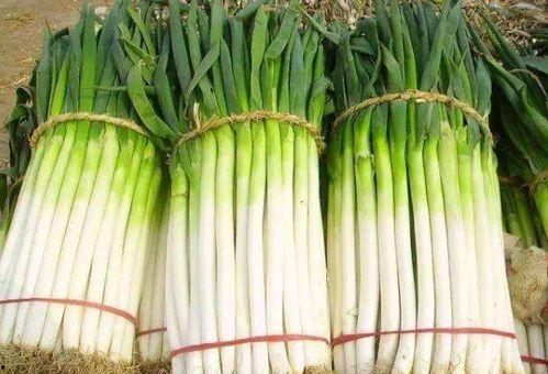 大葱与角瓜能一起吃吗