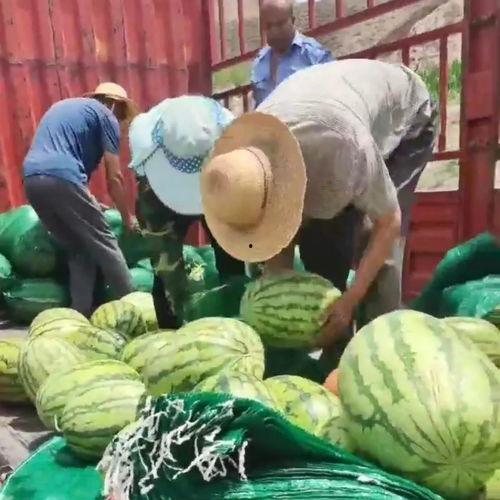 新加坡旁吃瓜群众,揭秘街头巷尾的热议焦点