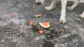 带狗吃瓜