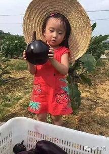 高明吃瓜视频大全集,揭秘娱乐圈幕后真相