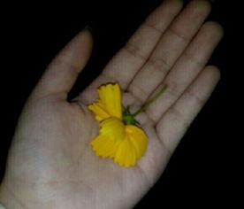 春节吃瓜视频素材,趣味视频带你领略传统习俗新风尚