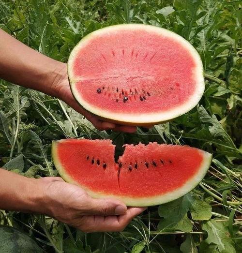 吃瓜是哪个季节,探寻夏季消暑美食之旅