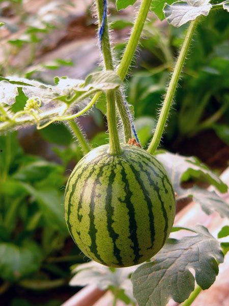 靖远籽瓜怎么吃,解锁美味新体验