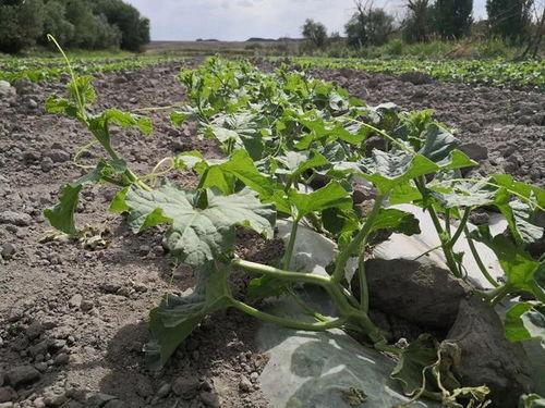 吃瓜群众种子怎么种植,吃瓜群众教你轻松种植种子