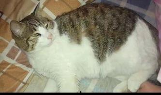 猫九吃瓜,揭秘娱乐圈那些不为人知的幕后故事