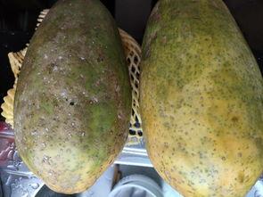 灰胶瓜可以吃吗,揭秘其食用价值与食用方法