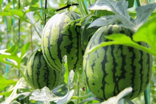 吃瓜了个瓜,瓜田里的那些事儿