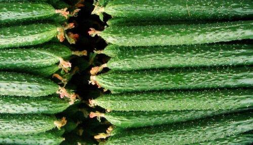 胜仔吃瓜,揭秘娱乐圈幕后故事