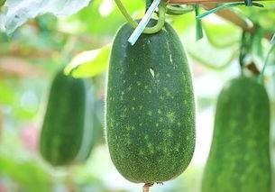 新鲜吃瓜,新鲜吃瓜盛宴来袭！