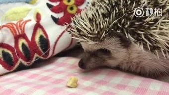 男人与狼吃瓜,揭秘狼与瓜的神秘邂逅