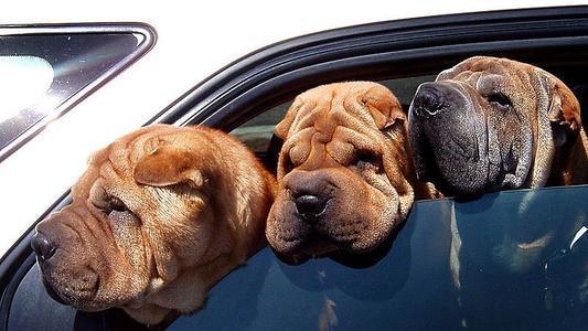 动物把头伸出窗外吃瓜