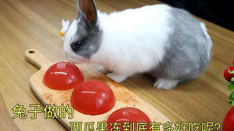兔子花样吃瓜,趣味横生的夏日消暑记