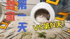 老鼠吃哈密瓜,一场意外的味蕾之旅