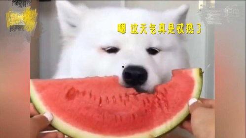 萨摩耶在线吃瓜,萌态十足引网友热议