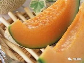 哈密瓜吃瓜,尽享夏日甜蜜滋味