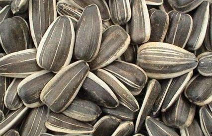 怀孕吃石瓜好吗,石瓜对孕妇的健康益处与注意事项