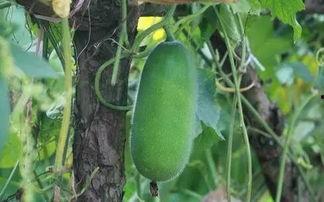 秋天吃的瓜蔬菜,瓜蔬飘香，营养满园