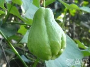 产后吃佛手瓜