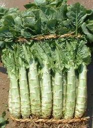 圩丰镇吃瓜