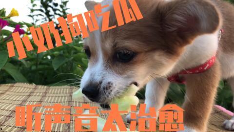 狗在河里吃瓜,狗狗欢乐吃瓜记